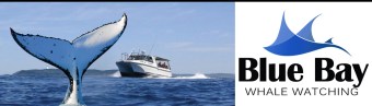 blue bay whale watching
