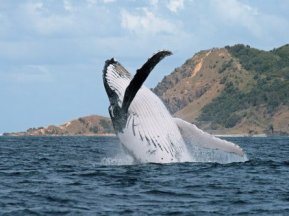 blue bay whale watching