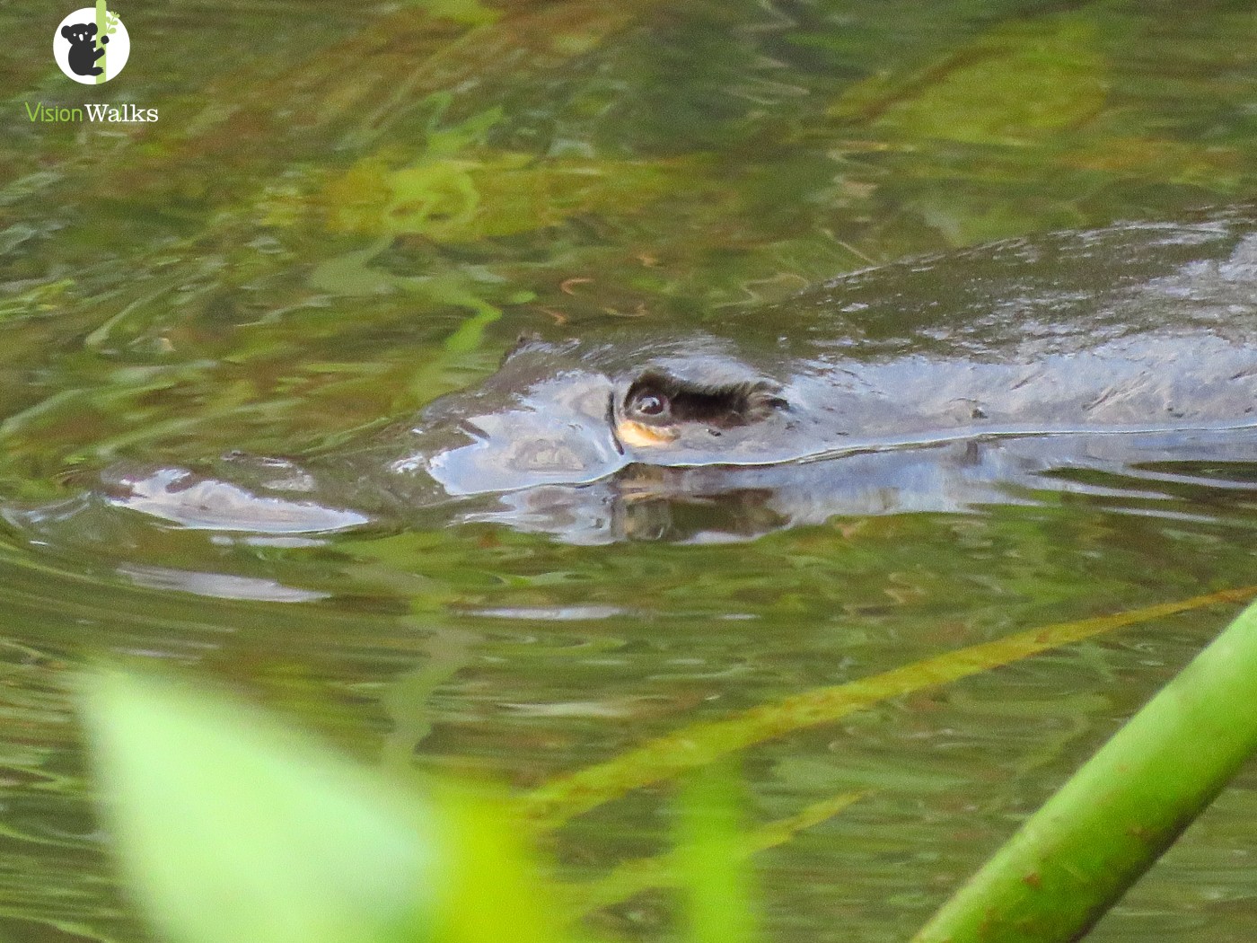 Byron-Bay-Platypus-tour
