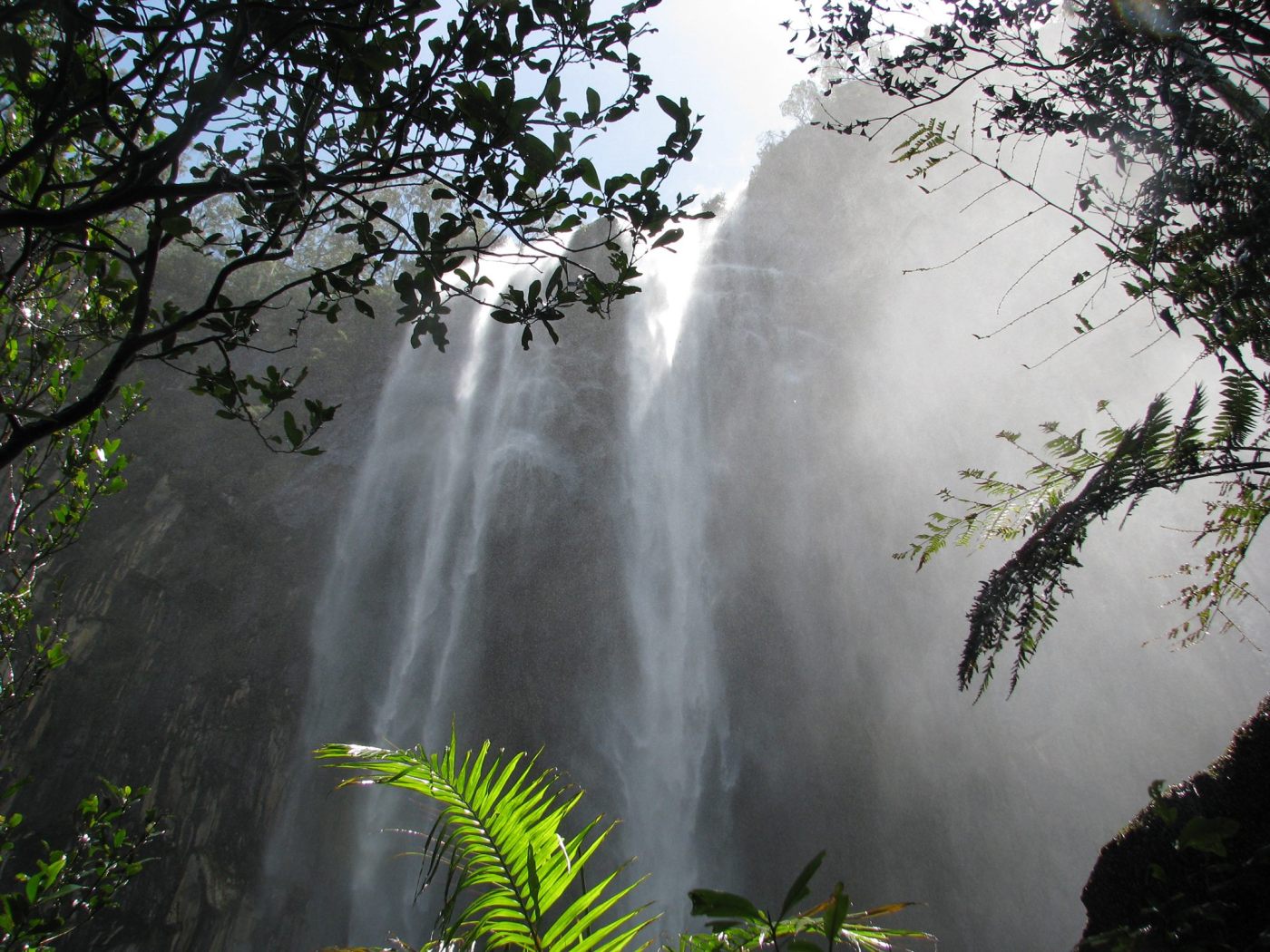 Minyon Falls - Rainforest Walk